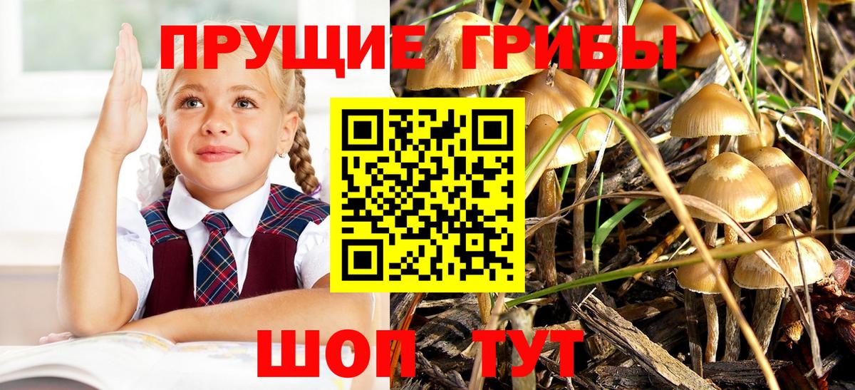Псилоцибиновые грибы Psilocybine cubensis  даркнет сайт  Зерноград  Вход с VPN 